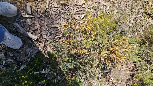 Pultenaea largiflorens, photograph 6