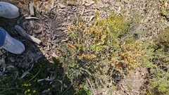 Pultenaea largiflorens, photograph (c) Rosalie Lawrence, some rights reserved (CC BY)