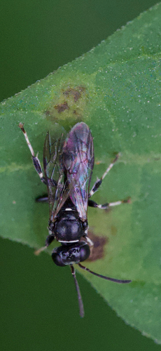 Ochleroptera observed 2026-09-19