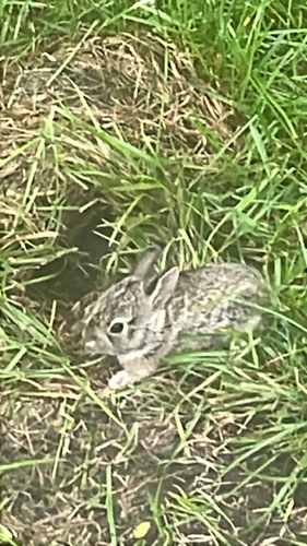 Eastern Cottontail