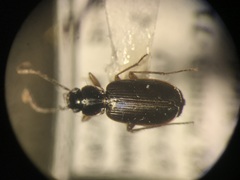 Badister transversus