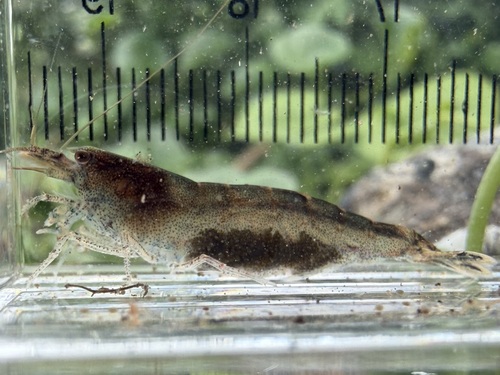 Caridina typus observed 2026-09-19