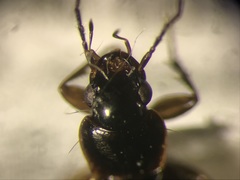 Badister transversus