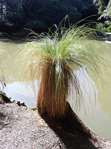 Carex secta, photograph 2