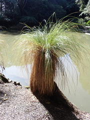 Carex secta, photograph (c) Michael Berardozzi, some rights reserved (CC BY)
