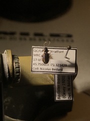 Badister transversus