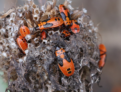 False Milkweed Bug