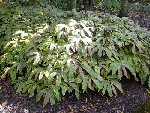 Elatostema rugosum, photograph 1