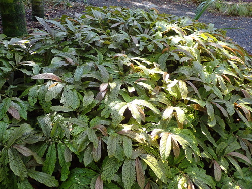 Elatostema rugosum