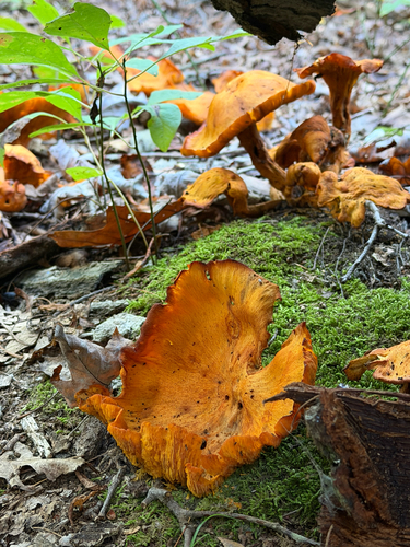Eastern American jack-o'-lantern