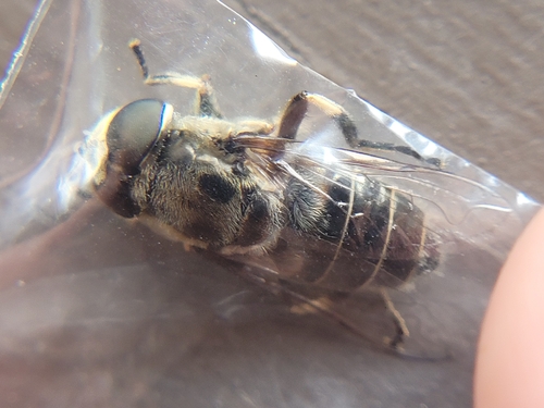 Black-shouldered Drone Fly