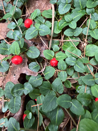 partridgeberry
