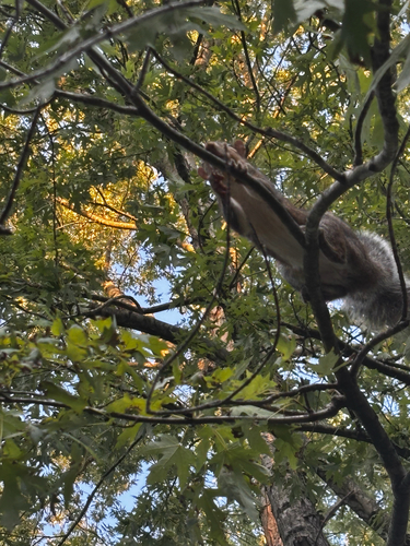 Eastern Gray Squirrel