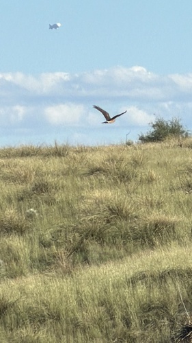 Northern Harrier
