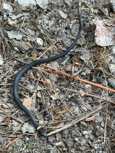 Ring-necked Snake