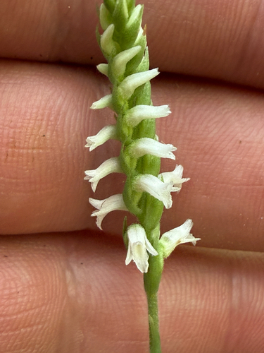 Lesser Ladies' Tresses