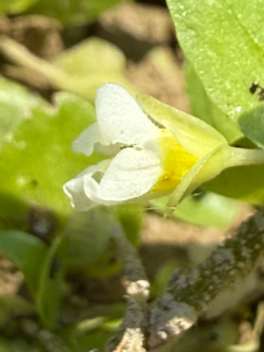 Bacopa rotundifolia, photograph 2