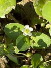 Bacopa rotundifolia
