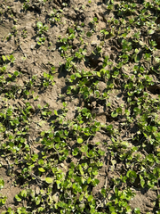 (c) Samuel Buckner, some rights reserved (CC BY) Bacopa rotundifolia, photograph (c) Samuel Buckner, some rights reserved (CC BY)