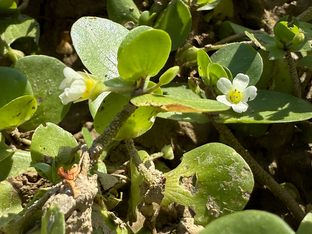 Bacopa rotundifolia; photograph (c) Samuel Buckner, some rights reserved (CC BY)