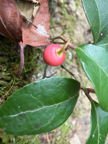 Eastern Teaberry