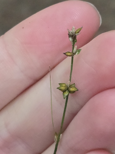 Carex rosea, 2026-09-19