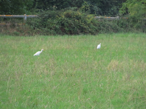 Western Cattle-Egret
