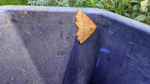 October Thorn