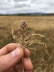 Lepidium latipes latipes