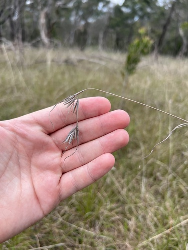 Themeda triandra, photograph 5