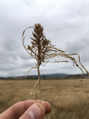 Lepidium latipes latipes