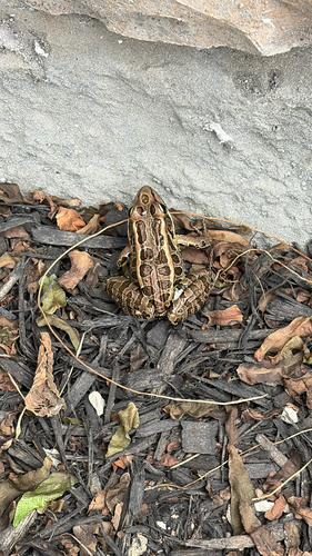 Pickerel Frog