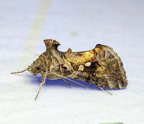 Soybean Looper Moth