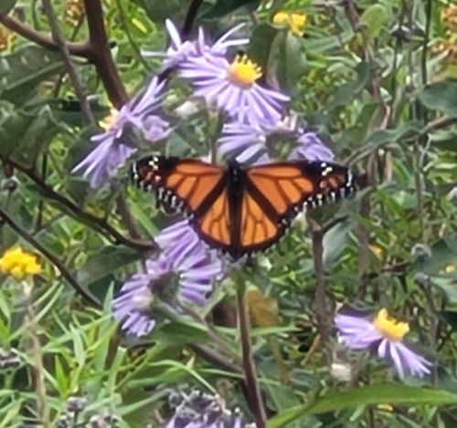 Monarch