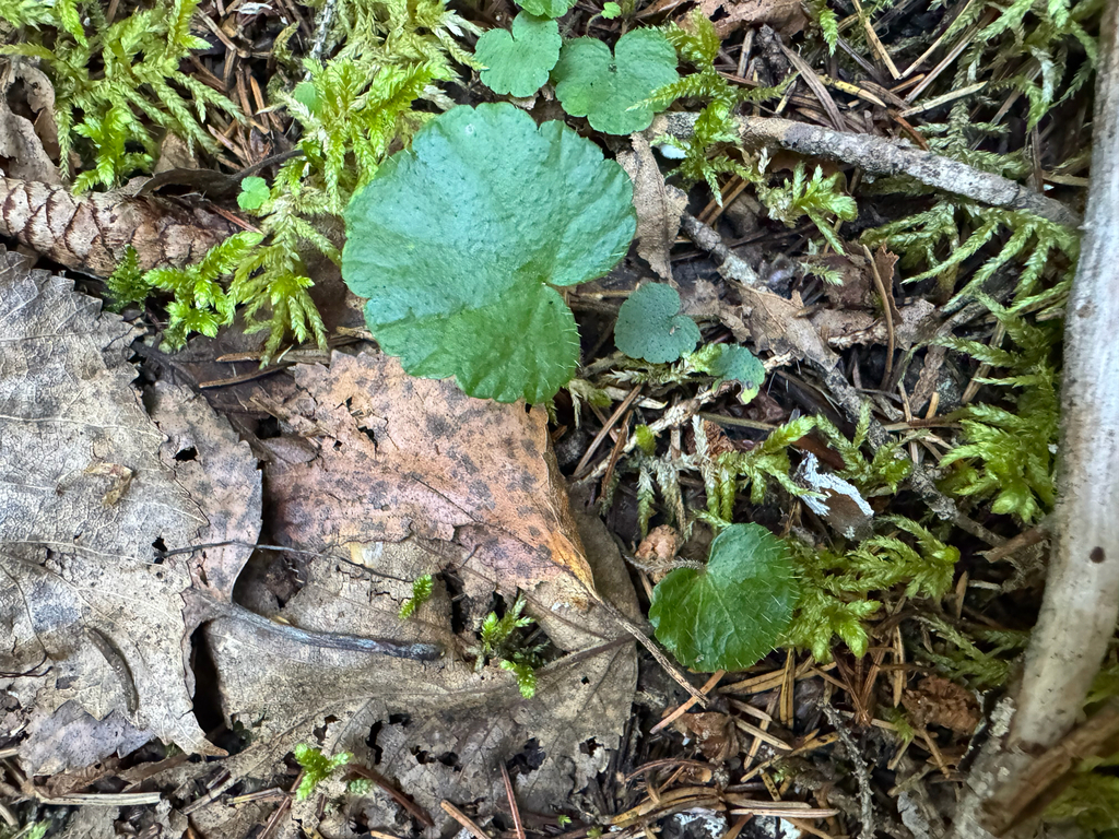 Mitella nuda; photograph (c) Caleb Catto, some rights reserved (CC BY)