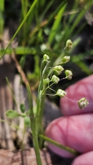 Briza minor, photograph (c) Rosalie Lawrence, some rights reserved (CC BY)