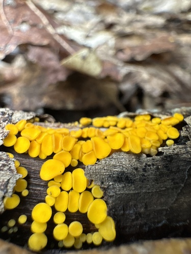 Yellow Fairy Cups