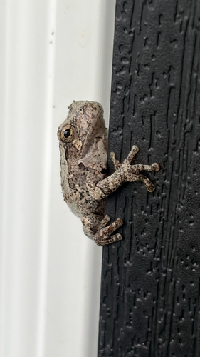 Gray Treefrog