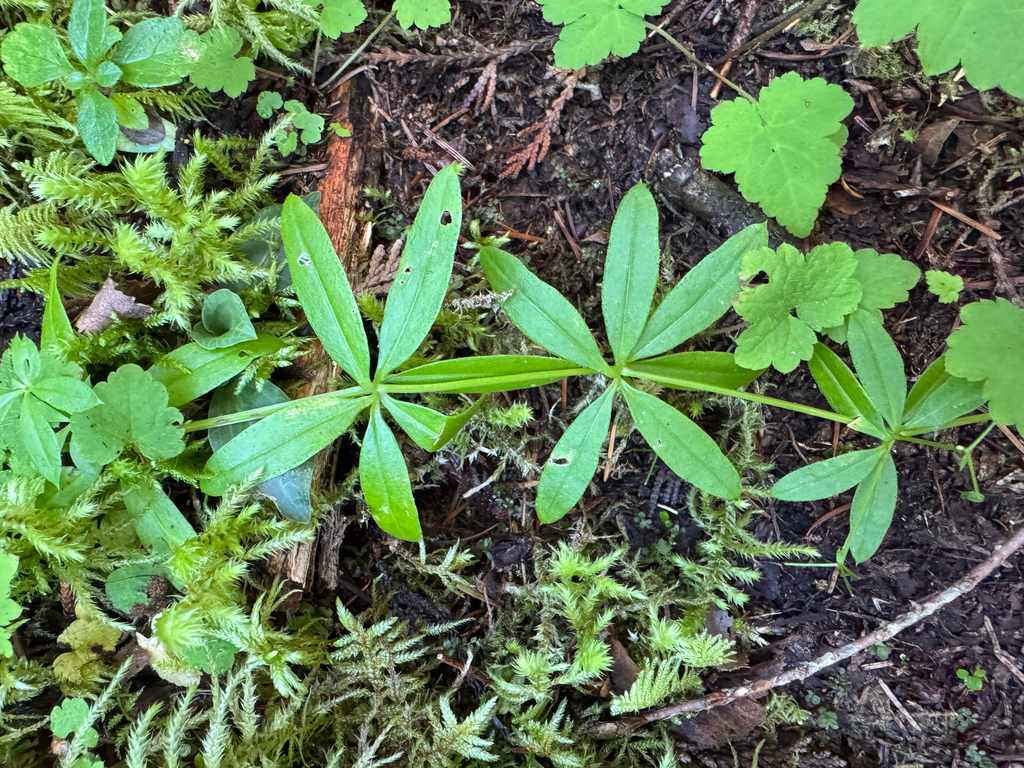 Galium triflorum; photograph (c) Caleb Catto, some rights reserved (CC BY)