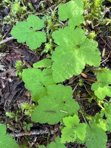Tiarella trifoliata, photograph 4