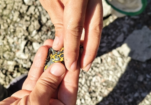 Yellow-bellied Toad