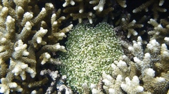 Euphyllia glabrescens
