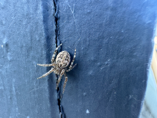 Grey Cross Spider