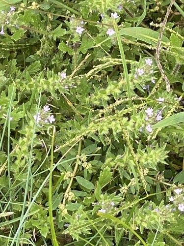 Verbena bracteata, photograph 3