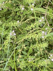 Verbena bracteata, photograph (c) Sandy Wolkenberg, some rights reserved (CC BY)