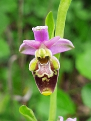 Ophrys × minuticauda