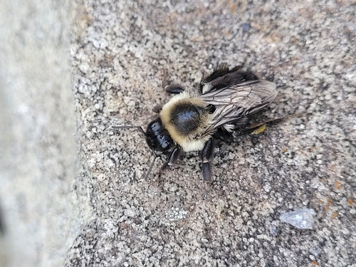 Common Eastern Bumble Bee