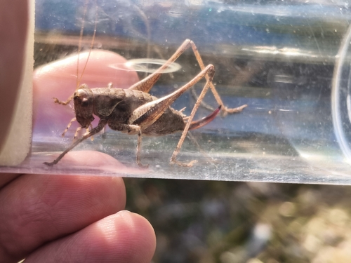 Dark Bush-cricket
