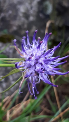 Phyteuma scheuchzeri