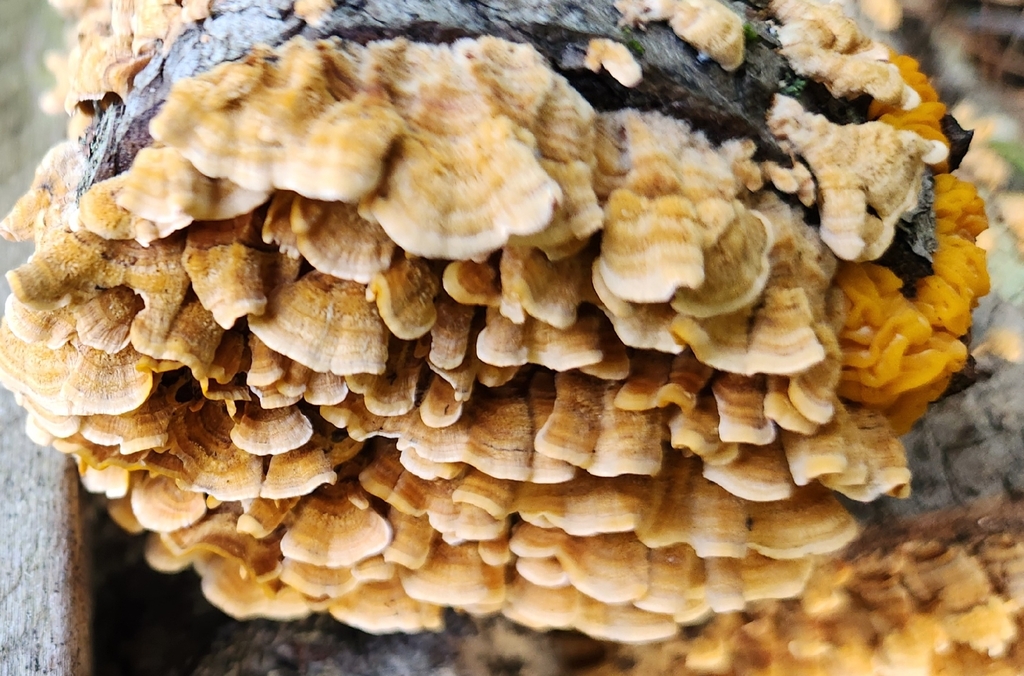 crowded parchment · September 2026 · photo: Photo: no rights reserved · iNaturalist